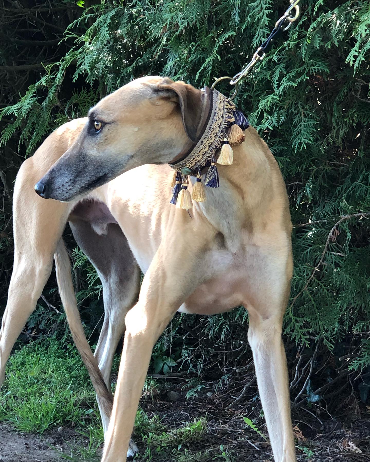Greyhound mit edlem Vintage-Halsband mit goldenen Quasten